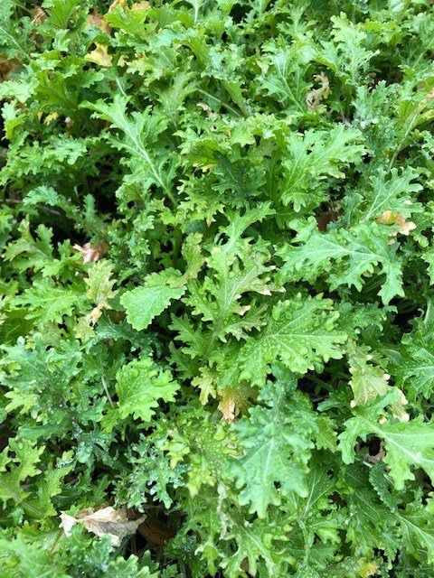 Community Garden: Community Market lovewinscec.org/community-gard…