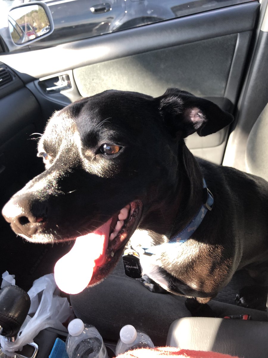 bvsiclex's tweet photo. Guess who enjoys car rides? https://t.co/scE1i552H3