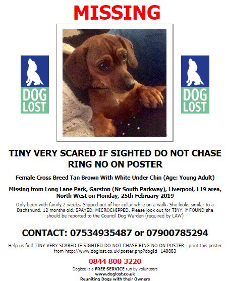 #LOST #DOG TINY 
VERY SCARED 
Female #CrossBreed Tan Brown With White Young Adult
#Missing from Long Lane Park, #Garston (Nr South Parkway), #Liverpool #L19  
Monday 25th February 2019  
#LostDog #ScanMe <a href="/SAMPAuk_/">Stolen&Missing Pets</a> <a href="/VetsGetScanning/">MakeChipsCount to Reunite Pets</a>  
doglost.co.uk/dog-blog.php?d…