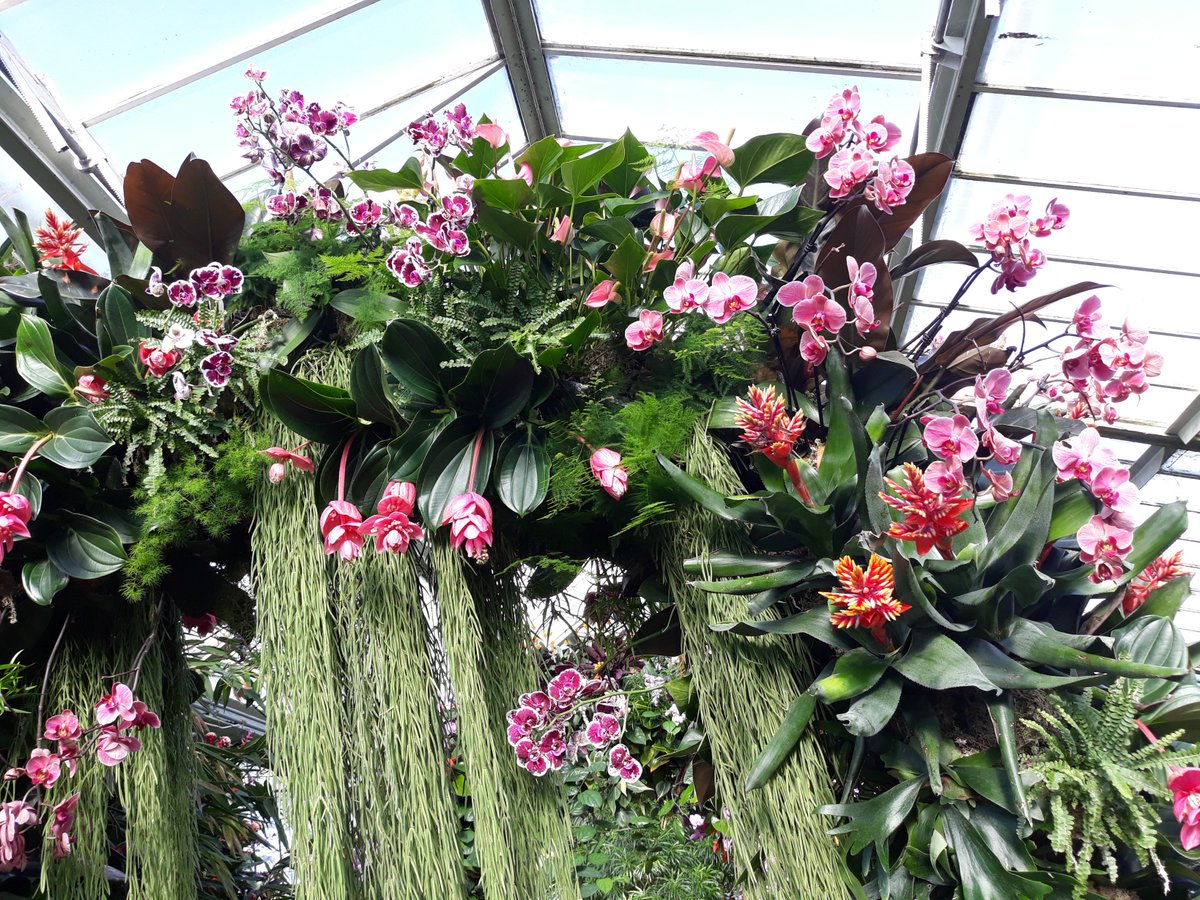 Ginsterbabe's tweet photo. Lucky to have a beautiful, balmy day last week at #KewGardens with my girls. Tree climbing and flower admiring with the sun shining! The #ColoursofColombia is spectacular! https://t.co/7OGMDW7Mg2 #flowerpower https://t.co/d76S7vHdlp