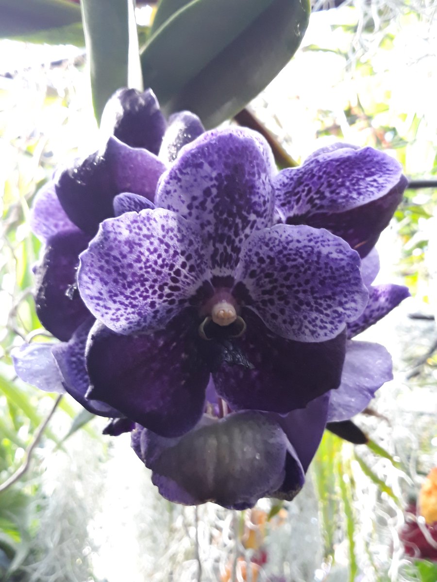Ginsterbabe's tweet photo. Lucky to have a beautiful, balmy day last week at #KewGardens with my girls. Tree climbing and flower admiring with the sun shining! The #ColoursofColombia is spectacular! https://t.co/7OGMDW7Mg2 #flowerpower https://t.co/d76S7vHdlp