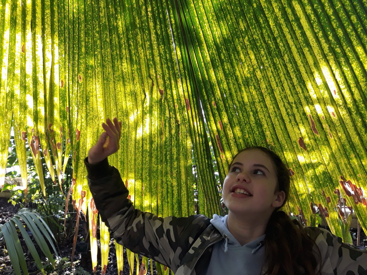 Ginsterbabe's tweet photo. Lucky to have a beautiful, balmy day last week at #KewGardens with my girls. Tree climbing and flower admiring with the sun shining! The #ColoursofColombia is spectacular! https://t.co/7OGMDW7Mg2 #flowerpower https://t.co/d76S7vHdlp
