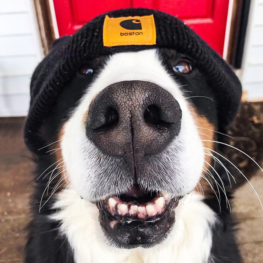 Cheesin in to the new week 

<a href="/Carhartt/">Carhartt</a> <a href="/CarharttWIP/">Carhartt WIP</a> #carhartt #dog