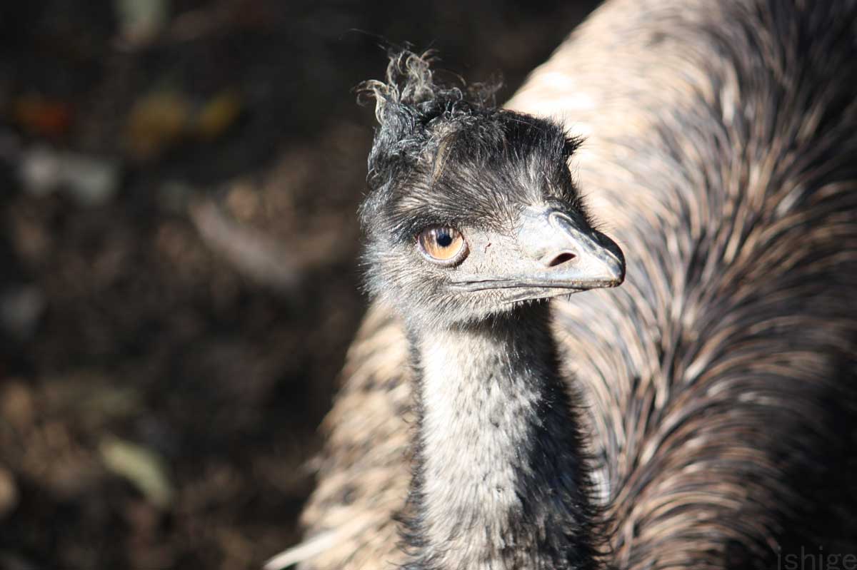 トナ回 Twitter Search