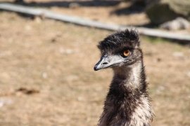 トナ回 Twitter Search