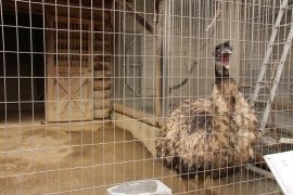 トナ回 Twitter Search