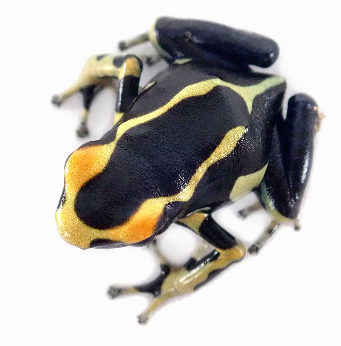 The black and yellow colors of the Dendrobates tinctorius 'Alanis' add a dramatic visual to vivariums. Available now: buff.ly/2H2AXcF

#frogs