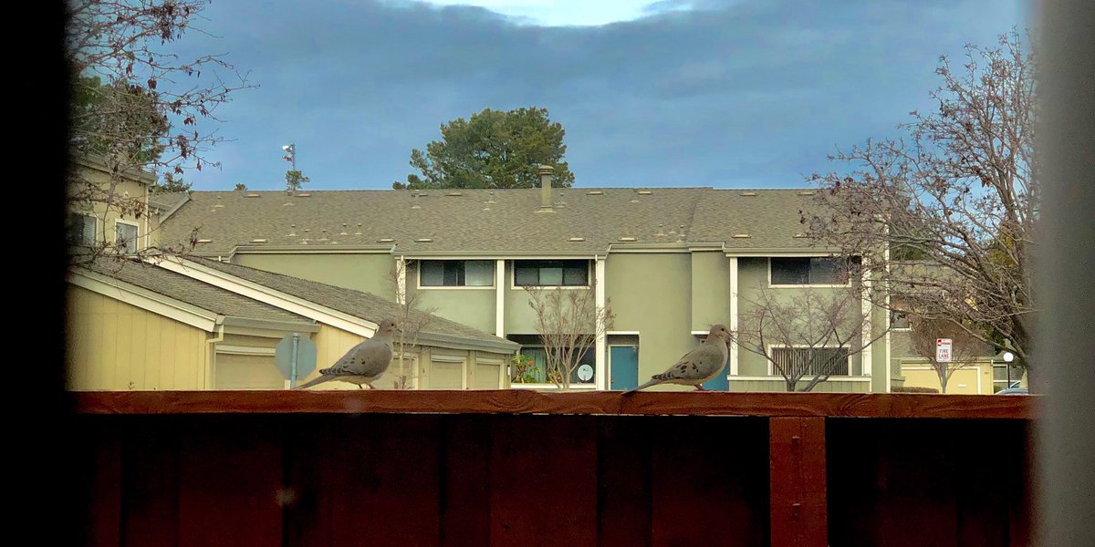 neosab87's tweet photo. A pair of doves just outside my window. Not sure what else I missed while coding heads-down all these years 😀. #breakfromcoding #paternity #springiscoming https://t.co/IYywN0KMp0