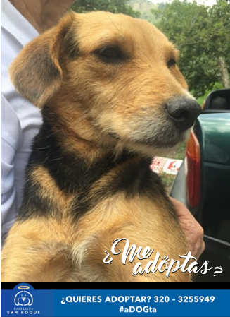 FundacionLucila's tweet photo. Moana es una de las mamás que nos dejaron junto a sus bebés😔. Es una perrita muy noble y cariñosa 🥰, tiene al rededor de 2 años, es de tamaña mediano - pequeño y esta buscando un hogar donde la amen y respeten siempre❤😍.
¿Tu quieres conocer el amor verdadero?
📞📞 3203255949 https://t.co/M2DXVhwrqc