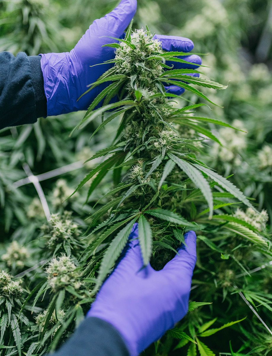 Handle me with care. #CannabisThrives #CannabisCommunity #CannabisWorkers #CraftCannabis