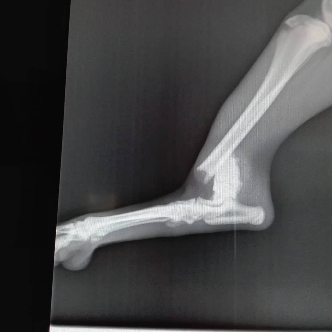 BALTO NECESITA AYUDA!!!

BALTO tiene fracturadas una pata delantera y otra trasera. No sabemos si habrá sido atropellado, si ha sufrido alguna caída o qué habrá pasado.....lo que sí tenemos claro es que vamos a hacer TODO lo posible para que se cure y pueda volver a correr.