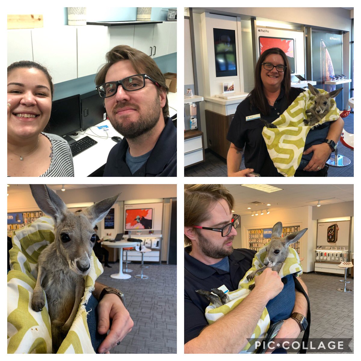 ZacharyBWall's tweet photo. Awesome few hours with the #HeritageXmen, @FPr08 rolled out a #DTV and had folks #walkoutwatching and we got a visit from a #Joey thanks to @realitsazoolife #babykangaroo #CutenessOverload #Cindylooroo @crystolyte0310 @STyayouknowme @404girl @AdamMRagab https://t.co/2K9WPlrJUZ