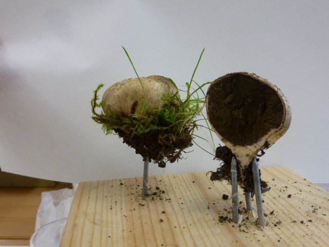 Ecogeographers's tweet photo. I am talking about #botanicalIllustration, #PlantProjects and #tagscape @hypatia_trust thanks to @CultivatorCorn. Learn more and book here: "Breaking out of the Botanical Plate" https://t.co/rMjmoElIiz … @EventbriteUK https://t.co/8X78sp8oZd