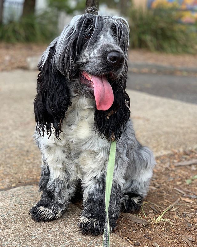 JamesonCocker's tweet photo. “ Make sure you get my up cycled earrings in this TOT picture dad! “Who else loves to collect new earrings on a walk?...
.
.
.
.
.
.
.
.
#jamesonthecocker #dogsofbark #weratedogs #barkhappy #puppylove #boopmynose #ilovedogs #cockerfever #cockerdream #ell… https://t.co/MMsXhMXchv https://t.co/5zGzRVk4w4