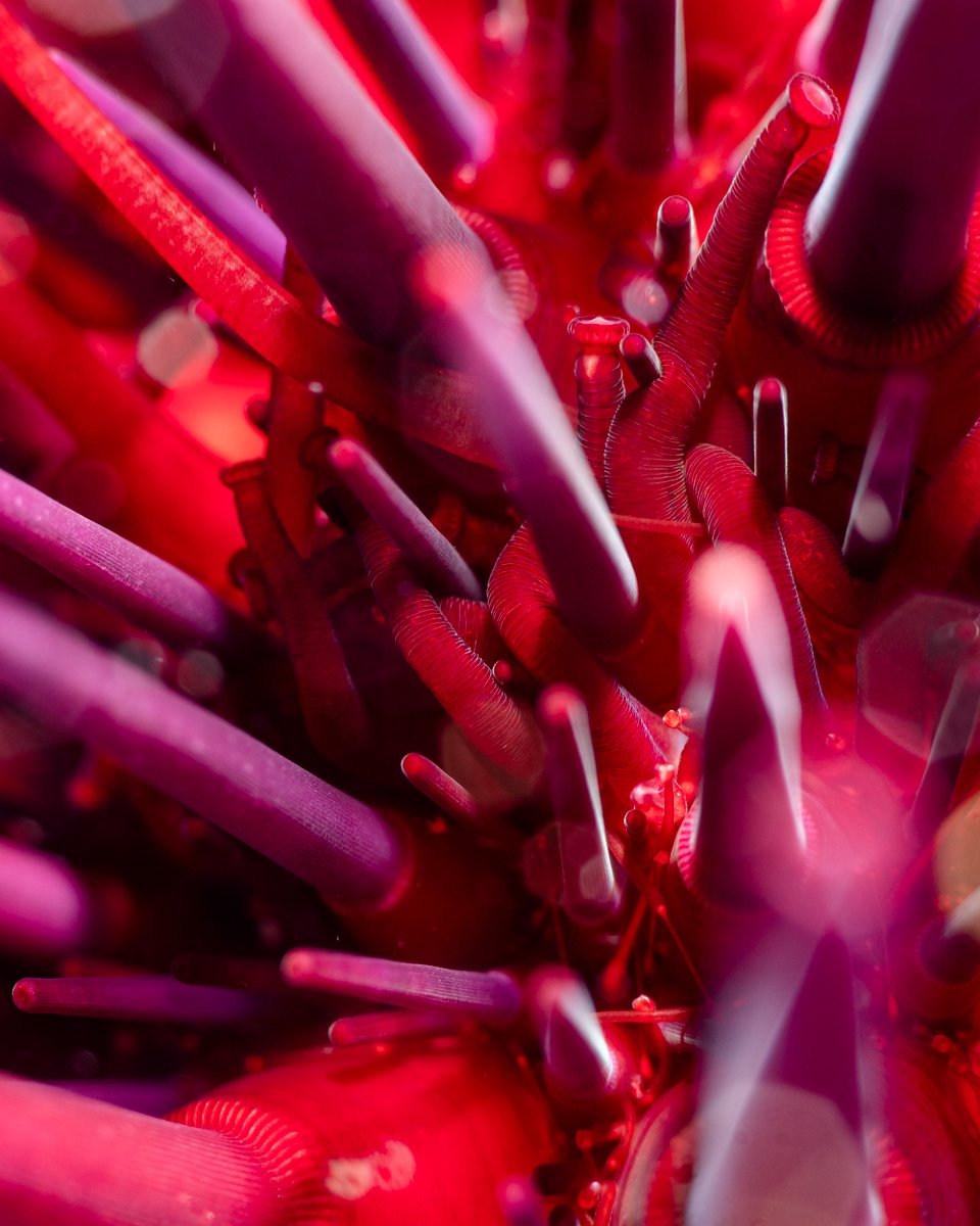 MontereyAq's tweet photo. Sea urchins up close are  i n t e n s e https://t.co/fvpxoi4ljp