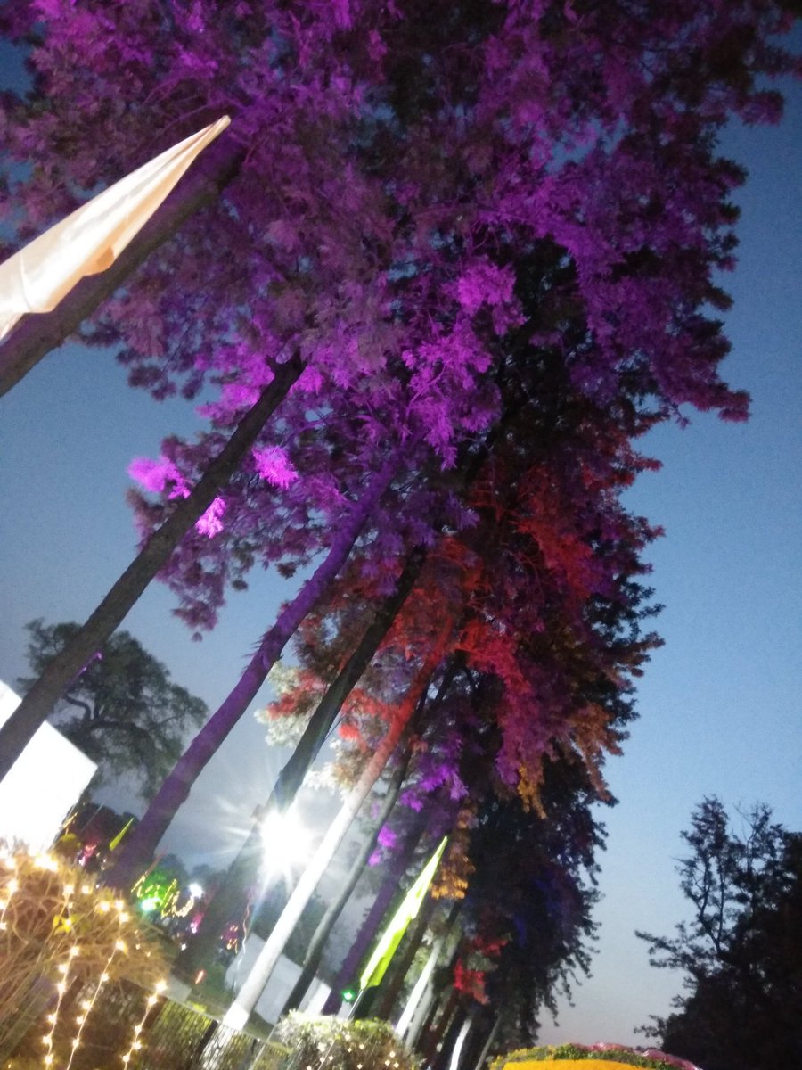 regalrajasthani's tweet image. #47thRoseFestival
#KiteFlyingShow
#KiteFlyingCompetition
#RoseGarden
#Chandigarh