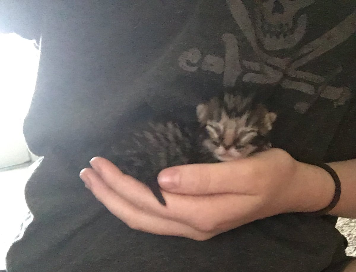 Emmaboowho's tweet photo. Tiny uwu💖💗💞💕💘 https://t.co/wAtNi8fCYZ