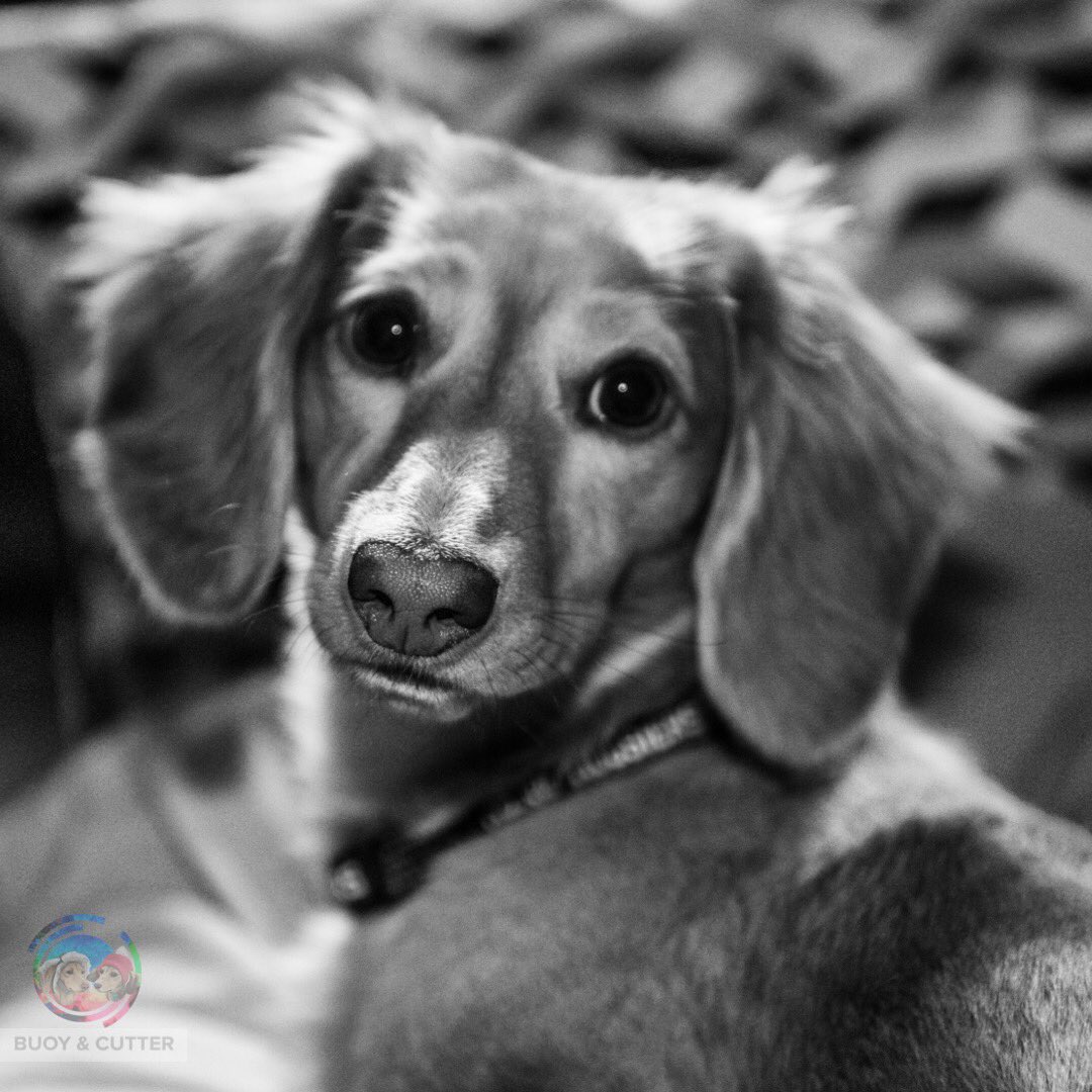 BuoyCutter's tweet photo. New post on IG: @Buoy_and_cutter 
#dogsofinstagram #buoyandcutter #dogsoftwitter #dogsforequality #feministdogs https://t.co/VWoQO9nVxU