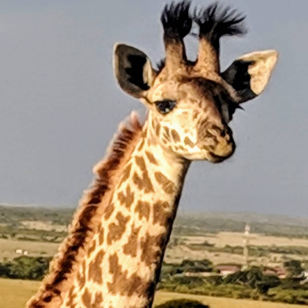 jeankiwilush's tweet photo. @DSWT #masamara #kenyalove #giraffe https://t.co/b1XnjCEiUX