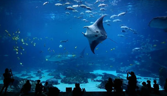 GeorgiaAquarium's tweet photo. The beauty of blue 💙. #FanPhoto https://t.co/ngH2bcizd8