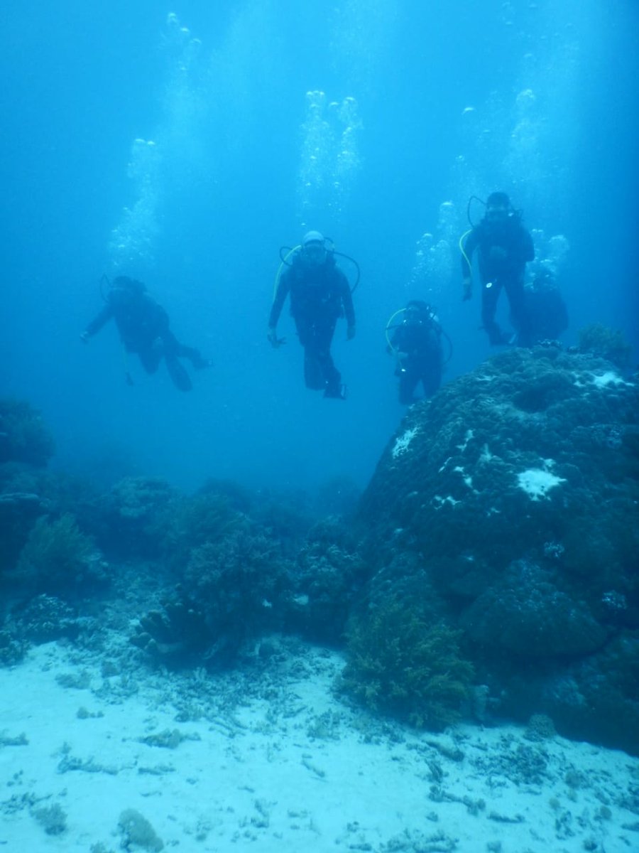 DiDoMei's tweet photo. Bulukumba School of Diving https://t.co/4PBZnJfipo