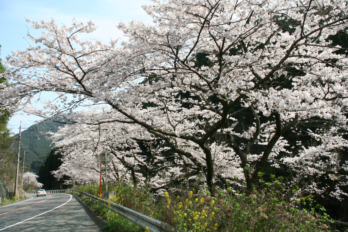 LFM761's tweet photo. 【参加者募集】春風いっぱい…神の里を巡る『神埼 #パワースポット と桜🌸満喫の旅』DJ @onokumikoと巡る #佐賀県 #神埼市 の魅力をギュッと詰め込んだ #バスツアー！なんとお一人様1000円😲詳細はホームページへ👉https://t.co/lbkZhXVsrC #王仁博士顕彰公園 #百年庵 #桜 #ecobito #宝珠寺 #めがね橋 https://t.co/oof5NqA2w1