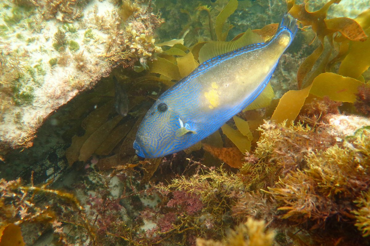 LovePortPhillip's tweet photo. If you take a boat out to Pope's Eye, you're bound to spot some beautiful Six-spined Leatherjackets, like this large male.
Growing to 60 cm and highly variable in colour, they're amazing to come face to face with on the reef!
https://t.co/Utv9Ky5hwB #WildOz #fishesofaustralia https://t.co/WeIUtYC0Np