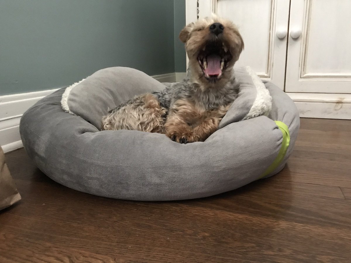 CycloneIron's tweet image. My favorite Yorkshire Terrier on earth. Her name is Roxie Bury.                #babydingdong