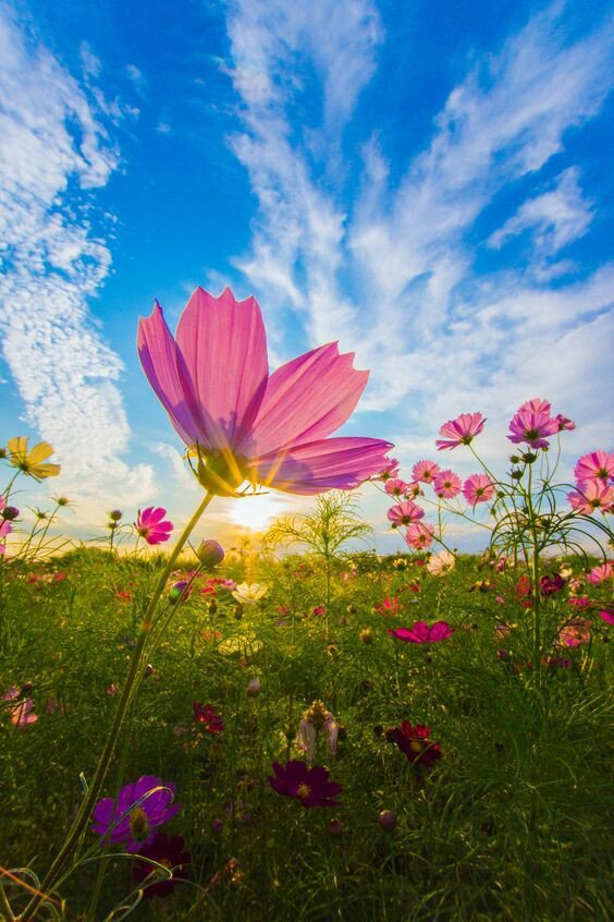 DKNatureExplore's tweet photo. 🌸💮🏵🌸🍀🌿
#Pinerest 🌹 https://t.co/9Sf1LjzP4a
