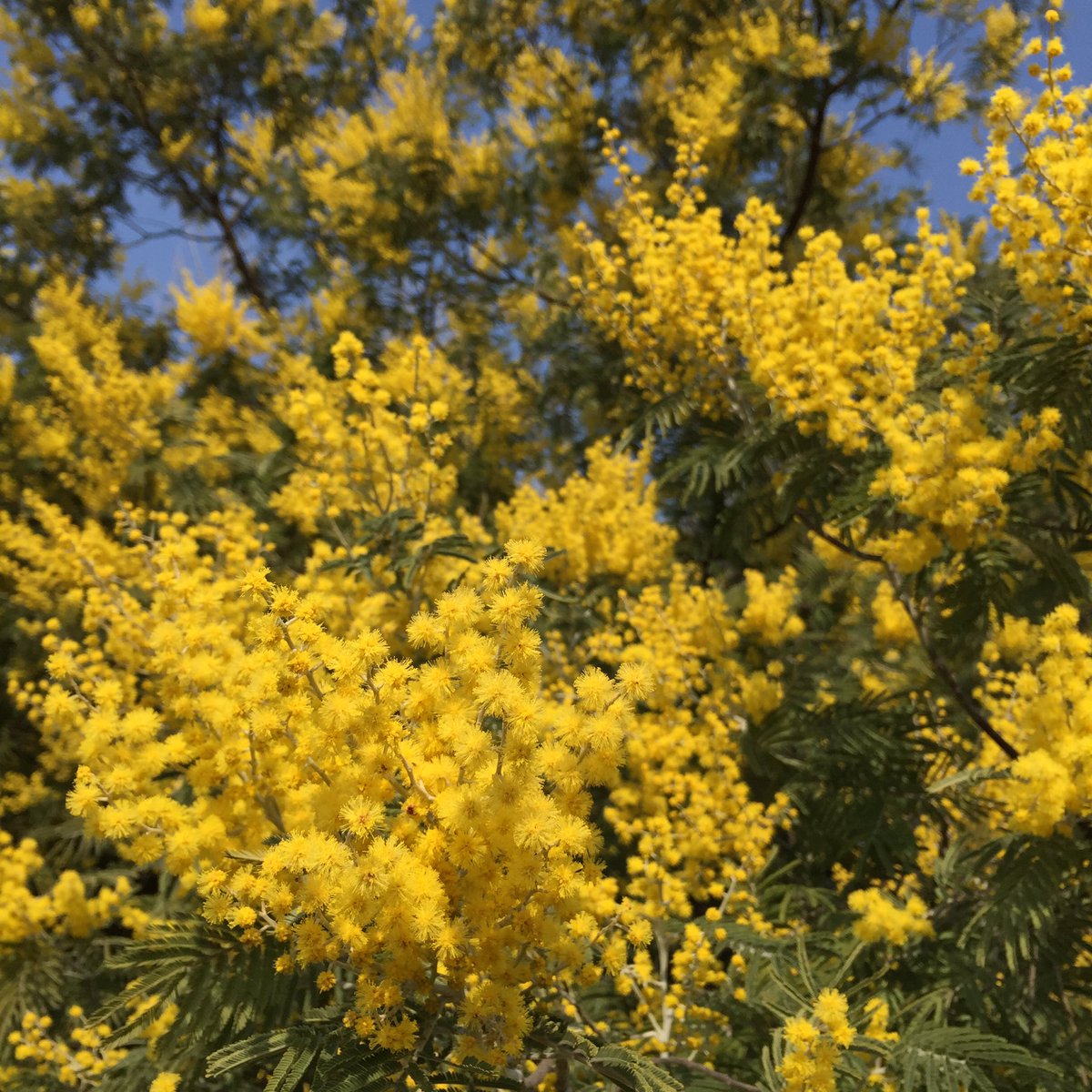 Miyazaki Yasushi 今日は ミモザ Mimosa の花見 春日公園 Miyazaki Yasushi 今日は ミモザ Mimosa の花見 春日公園