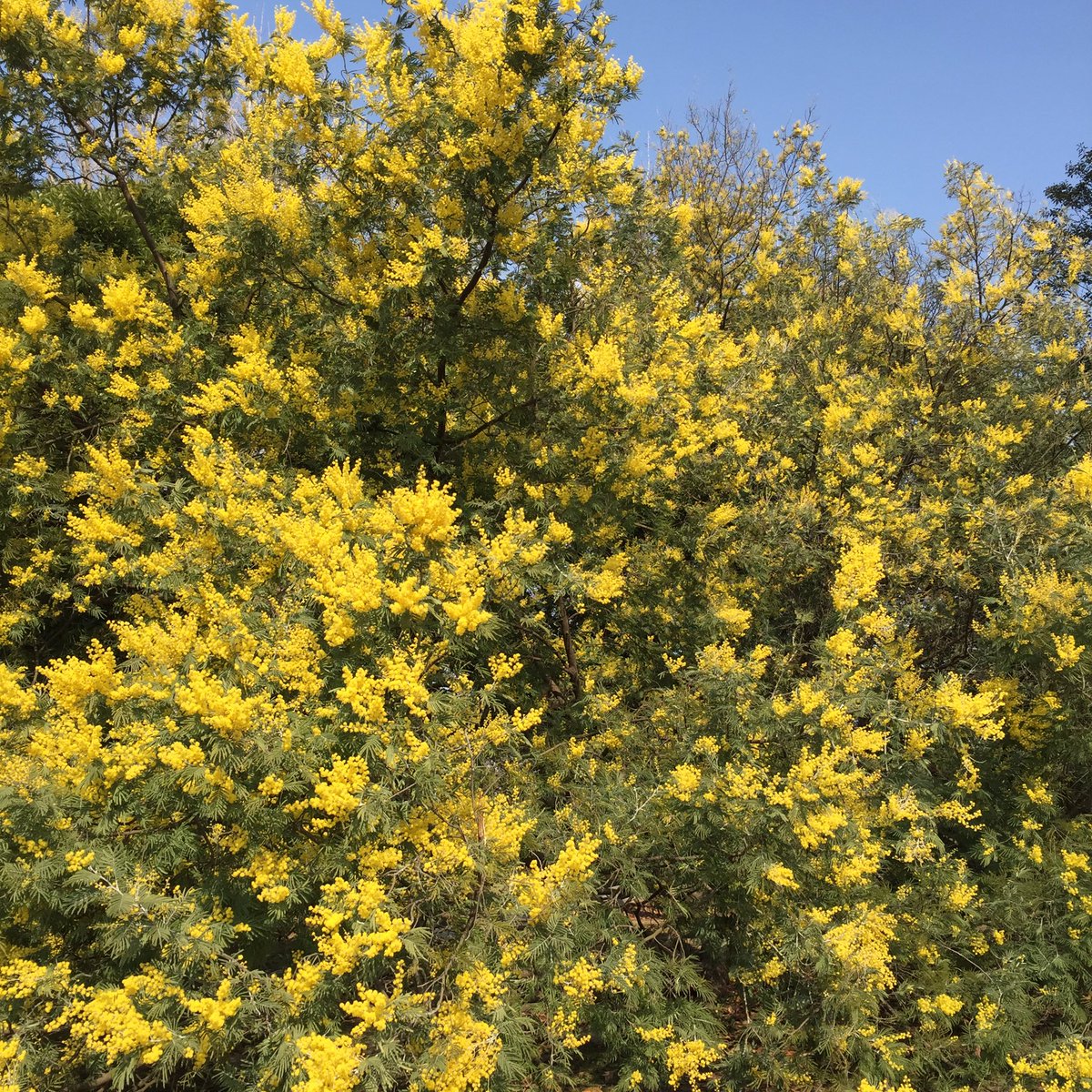 Miyazaki Yasushi 今日は ミモザ Mimosa の花見 春日公園 Miyazaki Yasushi 今日は ミモザ Mimosa の花見 春日公園