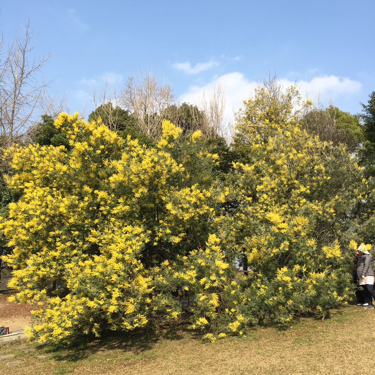 Miyazaki Yasushi Twitterissa 今日は ミモザ Mimosa の花見 春日公園 Miyazaki Yasushi Twitterissa 今日は ミモザ Mimosa の花見 春日公園