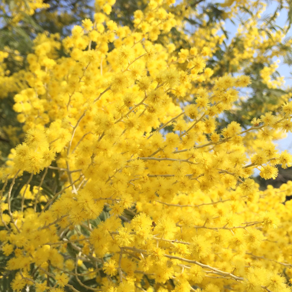 Miyazaki Yasushi Twitterissa 今日は ミモザ Mimosa の花見 春日公園