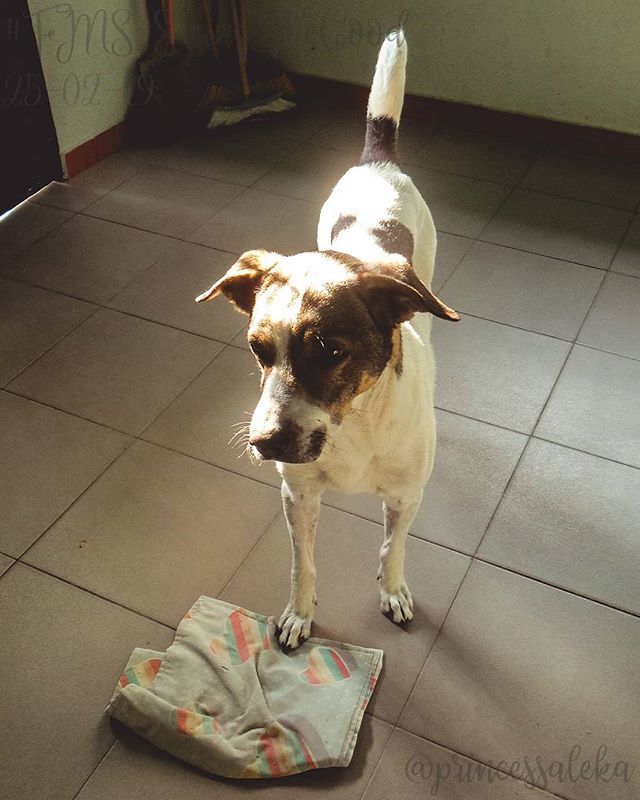 Princess_Aleka's tweet image. [56/365] Día 25. Viendo lo bueno: Koda es bastante agresivo, pero al menos cuida la casa. • (Day 25. Seeing the good: Koda is pretty aggressive, but at least he takes care of the house.) • • •
#FMSPAD #FMSPhotoADay @fmsphotoaday #FMSPhotoADayFeb #FMS… bit.ly/2VgYY3G