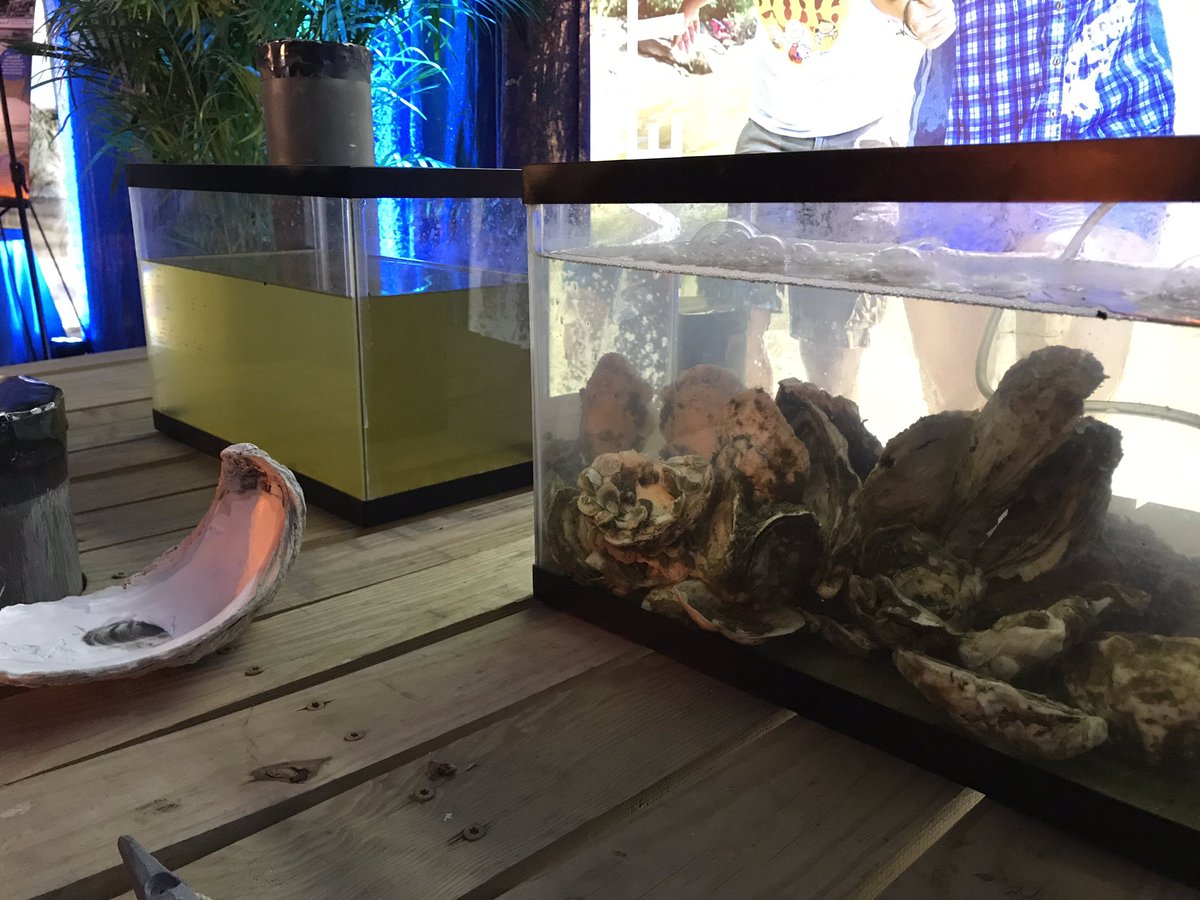 emmynicklin's tweet photo. Never get over this sight: #Oysters filtering #chesbay water... #DChalfshell #savethebay https://t.co/Gr3u4D7Mvu