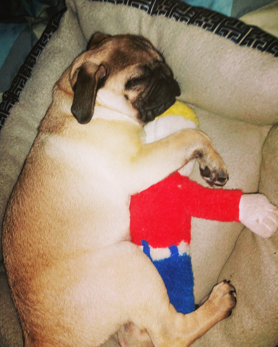 pesothepugsicle's tweet photo. Pug hugs are the best! #pèsothepugsicle #pughug #mrbill #pugsandkisses #littlelovepug #pugsnotdrugs #spoiled #pugoftheday #pugsofinstagram #puppyofinsta #puppypower #sleepy #pupoftheday #snort #smooshyface #puglove #puglife #lovepug #puggy #fun #google #pugbutt #pugnugget #love https://t.co/ArsINZAVde