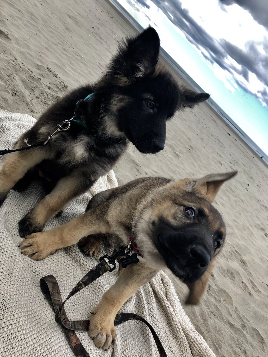 Laurennnnnnnw's tweet photo. Diesel didn’t quite get the memo.. https://t.co/TQYFbfkMr0