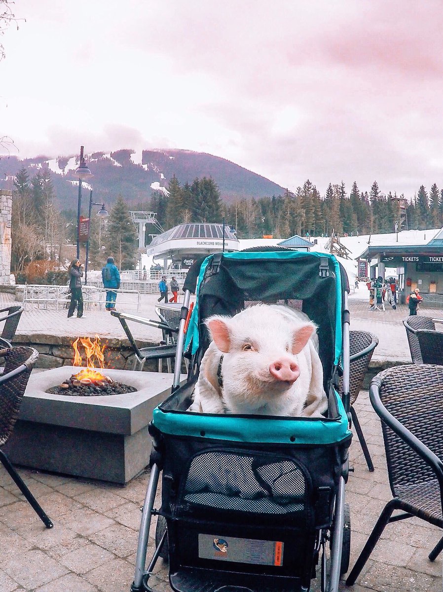 Resorts be like: 19,85$ for a hot cocoa💲😬 #mountainstruggle #afterski⁣
•⁣
After skiing, are you more a hot chocolate, coffee or beer person ?🎿⁣
Comment “🍫” or “☕️” or “🍺” below!⁣
⁣