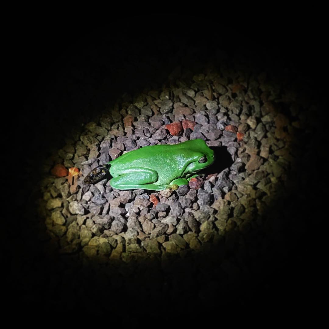 litchfieldnp's tweet photo. 📷: IG: scgarciam 
Tag your favourite Litchfield images #LitchfieldNationalPark to be featured!  
Selected by: @danykelly 
And remember, it's always a good time to  #GetLostinLitchy 😎 https://t.co/0mbPrU8nJr https://t.co/KKNzsWumF7