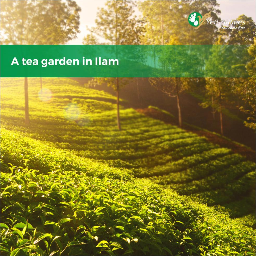 FlyYeti's tweet photo. Visit the beautiful tea gardens of eastern Nepal via our twice daily flights to Bhadrapur.

To book tickets, please visit our website https://t.co/jqBXl1MSBB or call at our reservation office: +977-1 -4464878

#YetiAirlines #WeFlyWithYou #YouComeFirst #ChangingforBetter https://t.co/X3DJrBOFGC