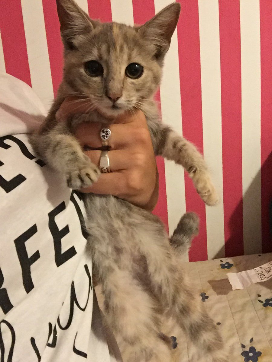 pauchee's tweet photo. Estás tres gatitas buscan un hogar responsable que les de mucho amor ❤️❤️ ayúdenme a difundir por favor !! 🙏🏼🙏🏼 https://t.co/4qy7WW6hUK