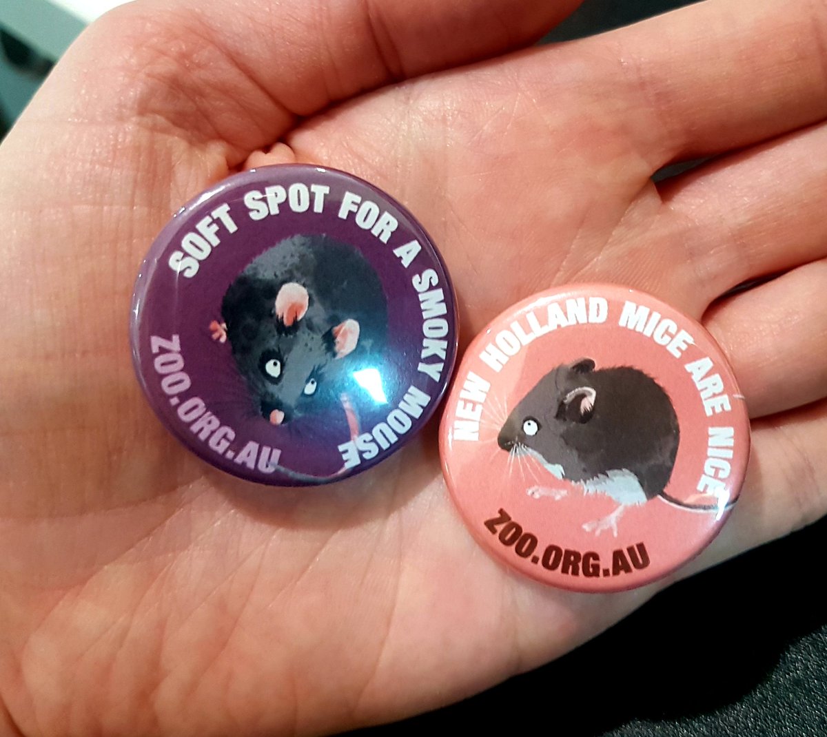 drmparrott's tweet photo. With all the sad news in the world it is good to celebrate the little wins... like receiving our new badges raising awareness for the #newhollandmouse & #smokymouse at @ZoosVictoria ! A focus on our magnificent mice! #nativemouse #loveyourlocals https://t.co/szEC2EiySu