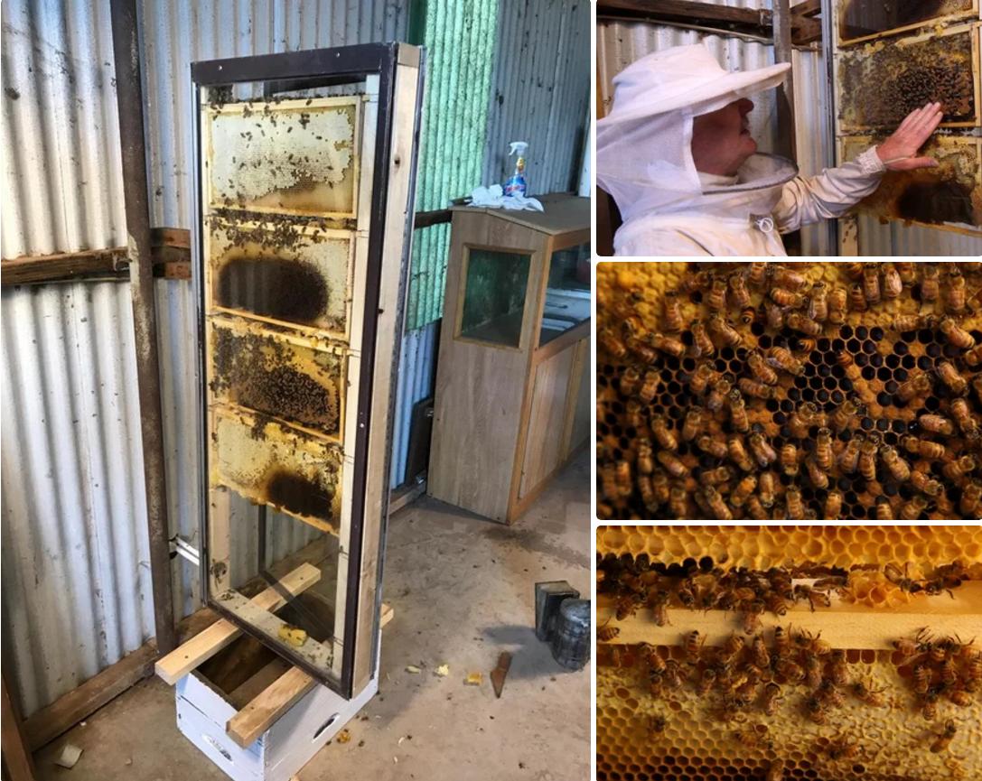 TheBushBeeMan's tweet photo. @donttrythis My dad and I built an observation beehive from found materials.  We document the whole build from start to finish: https://t.co/HNBHaRpvaN https://t.co/0wk6kvMpmR