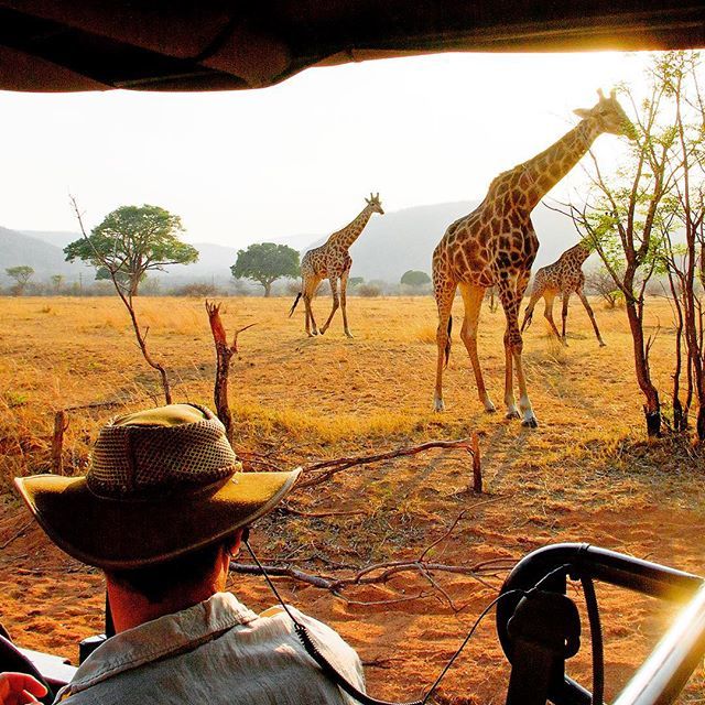 zapapics's tweet photo. South Africa!!! Welgevonden Game Reserve, Makweti Lodge, South Africa  #africa #southafrica #giraffee #wildafrica  #safari #mammalphotography #africanamazing #africanantelope #wildlifephotography #wildlife #naturalistguide #nature #naturephotography #zap… https://t.co/QMZOjPrOKl https://t.co/rKXcbzxPFt