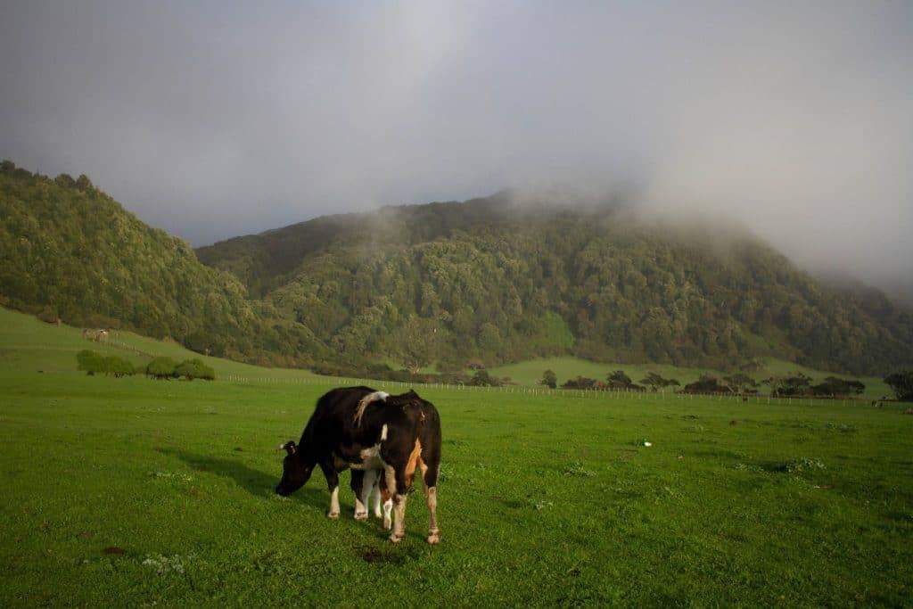 TurismoEnChile's tweet photo. 🌿 Isla Mocha: un paraíso para descubrir. 🌿

#TurismoEnChile 🇨🇱 https://t.co/bkJGYK9Mkb
