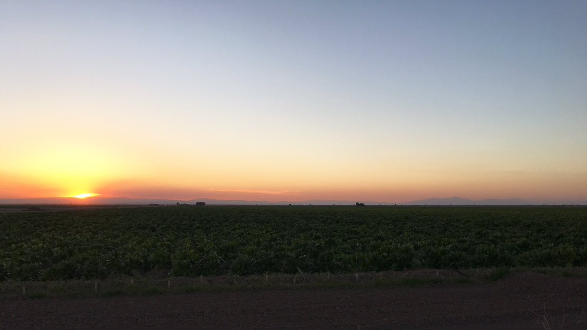 s_l_rutherford's tweet photo. Sunset in #ImperialValley #California. The #Sugarbeets in this field will be ready for harvest on April 1. #Sugar from these beets will be delivered from #SpreckelsSugar in #BrawleyCA to bakeries and confectioners in #SoCal and #AZ, making life sweeter! #MoreToSugar #agriculture https://t.co/DAOXVqFzu8