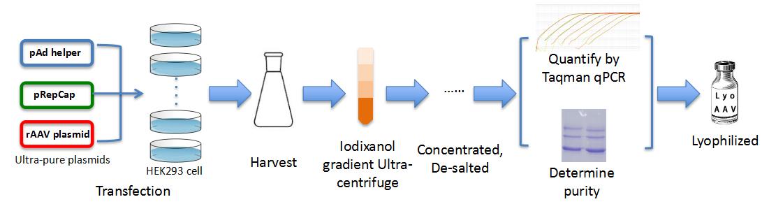 Packgene Biotech tweet media