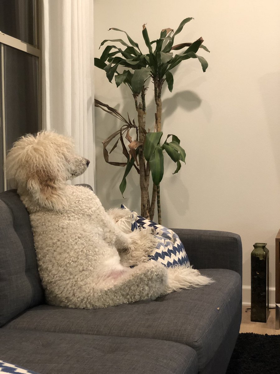 PollyFleming24's tweet photo. #TheBachelor  #JumpThatFence Chowder anxiously waiting for the fence jump. https://t.co/NwCxEEITiA
