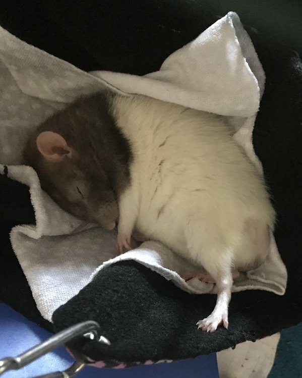 who unwrapped this riceball here