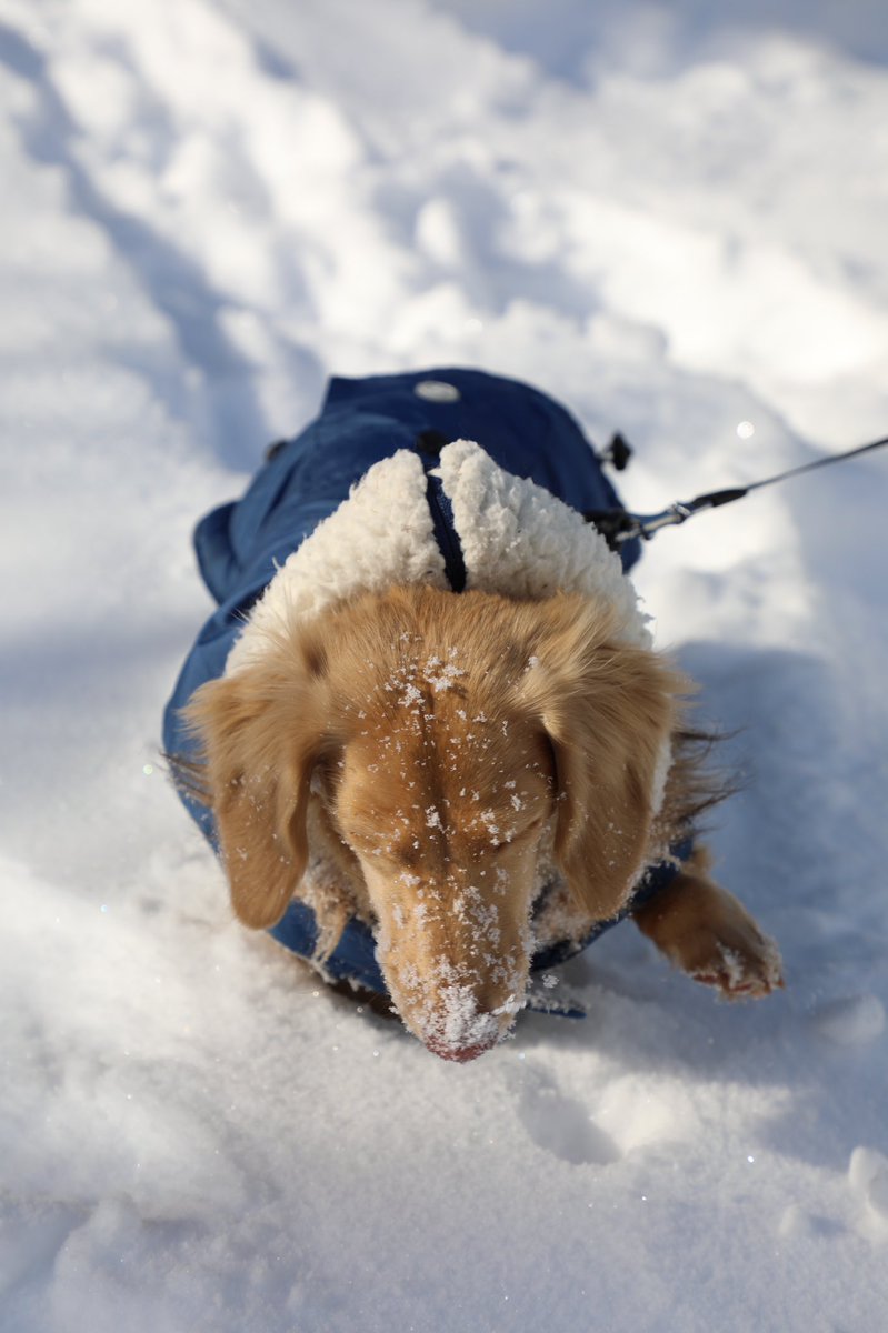 BuoyCutter's tweet photo. @SamSykesSwears Are you also accepting pictures of floppy wiener........dogs?!? https://t.co/ivJHJDR4RU
